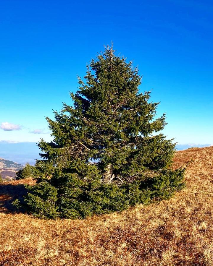 Ivkovic Spa Milmari N16 Kopaonik Buitenkant foto